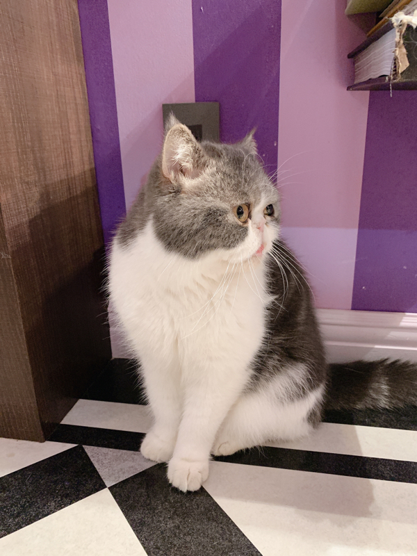 #20 紅の豚がすき、特にジーナがだいすき！