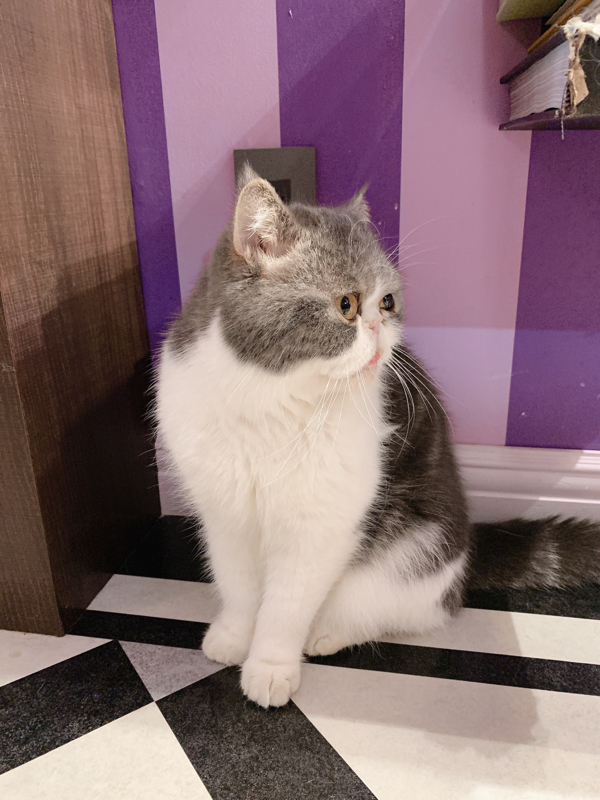 #30 ラムチャイをつくるよろこび