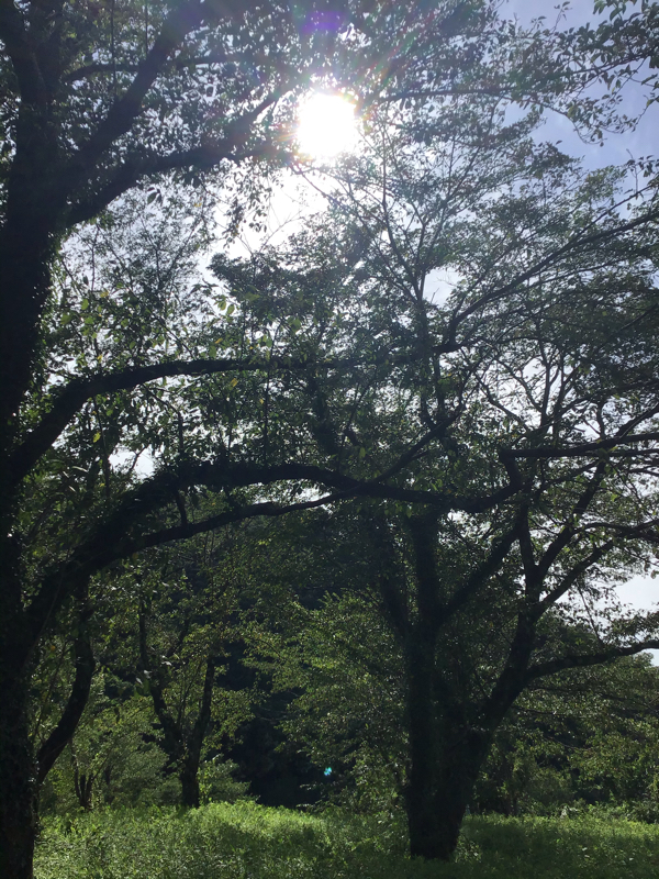 27.トリックスター④