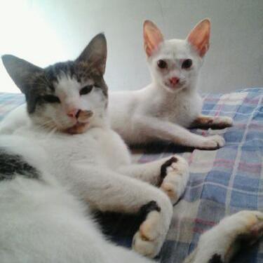 皆の番組は上手だよ