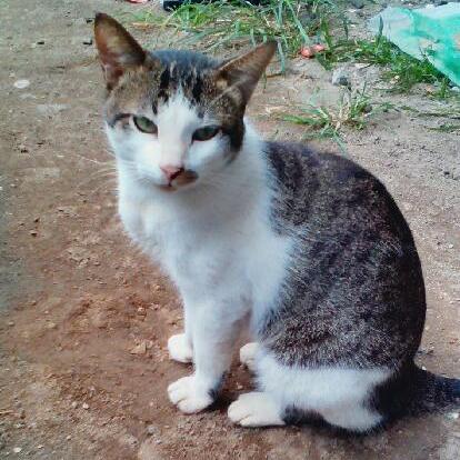 ネコについての話題