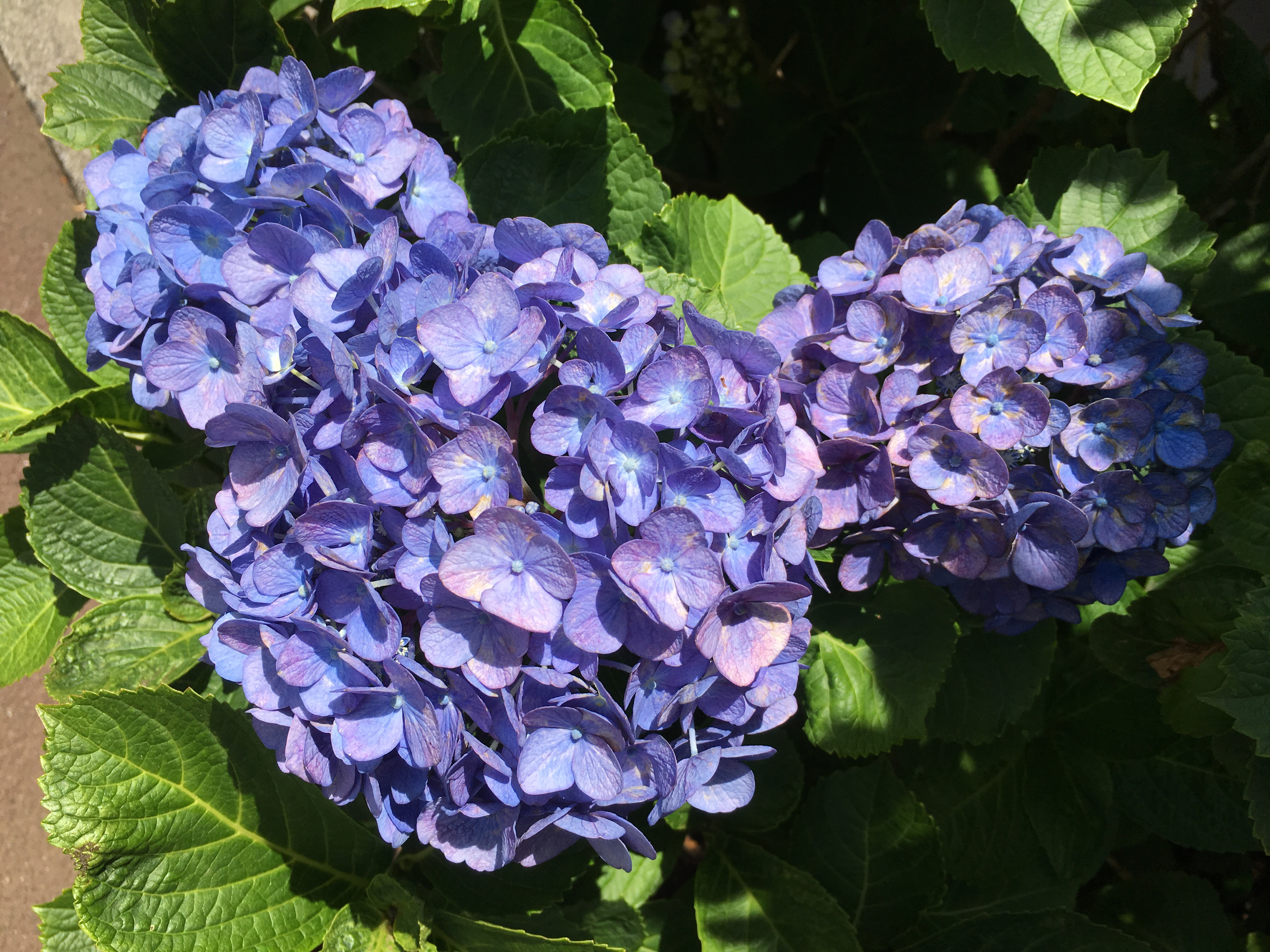 来世はどの🎾ミュキャストになりたいかという話