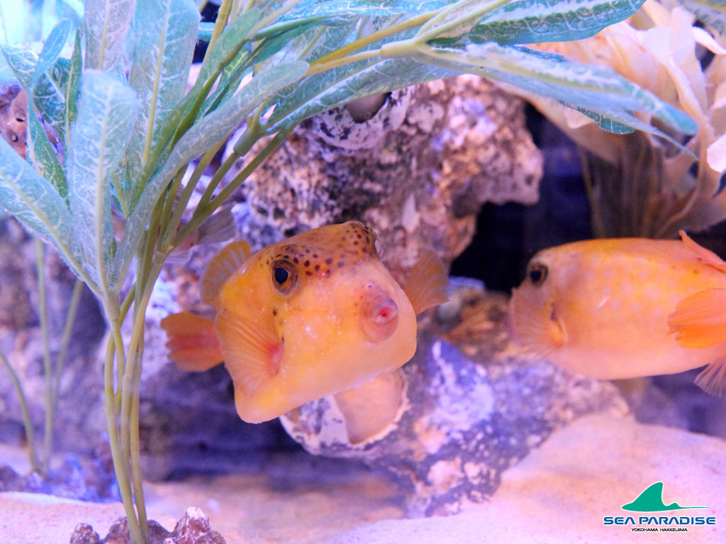 フリースタイル、ヒプノシスマイクのめちゃくちゃライトファンの話