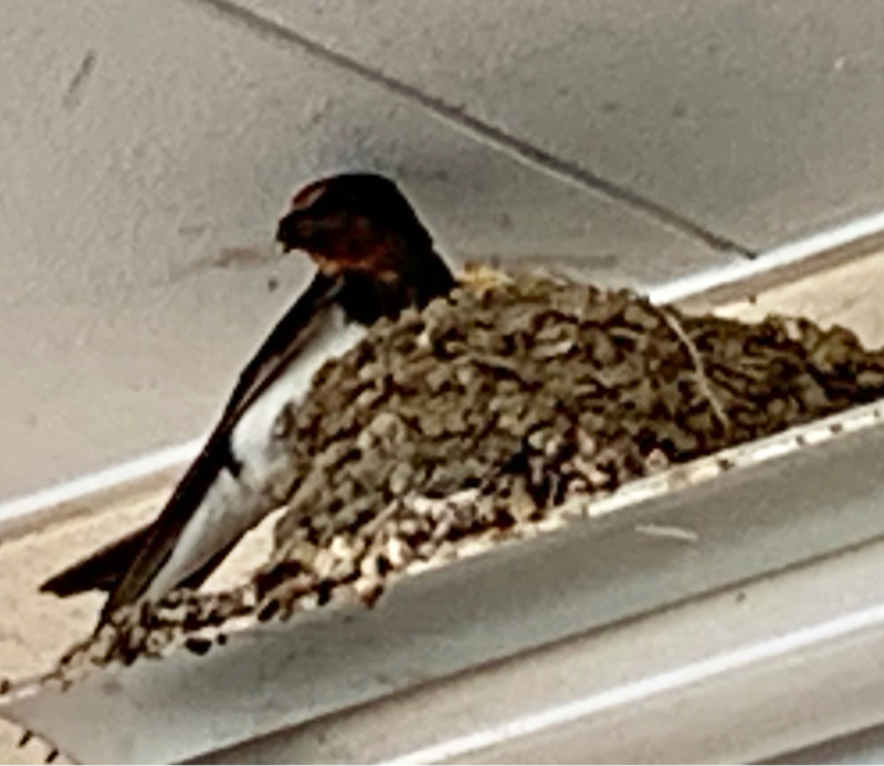 燕は子育て真っ最中、あなたは？