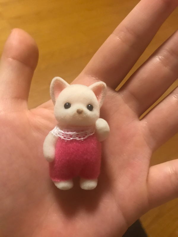 チワワの赤ちゃんのお喋り