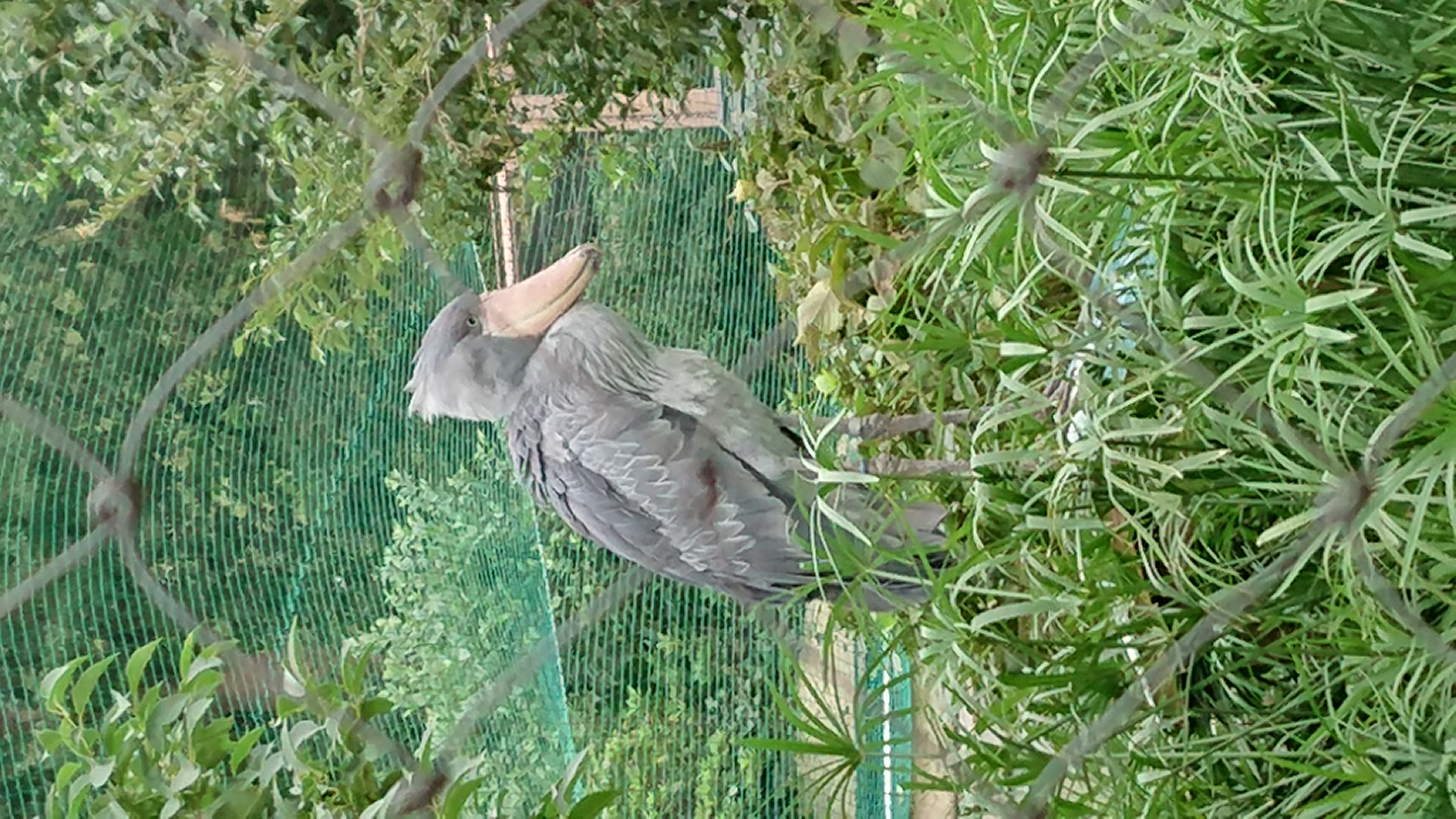 ぺやらじっ！第1回！～上野動物園とアグネス・チャン～