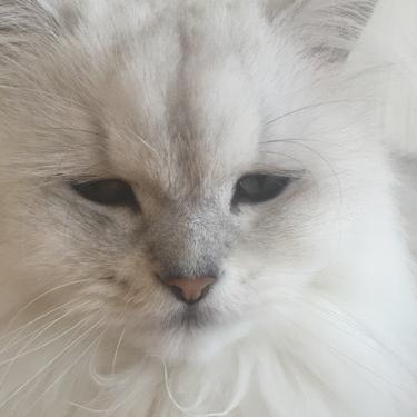 募集#思うこと&ねこみラジオ