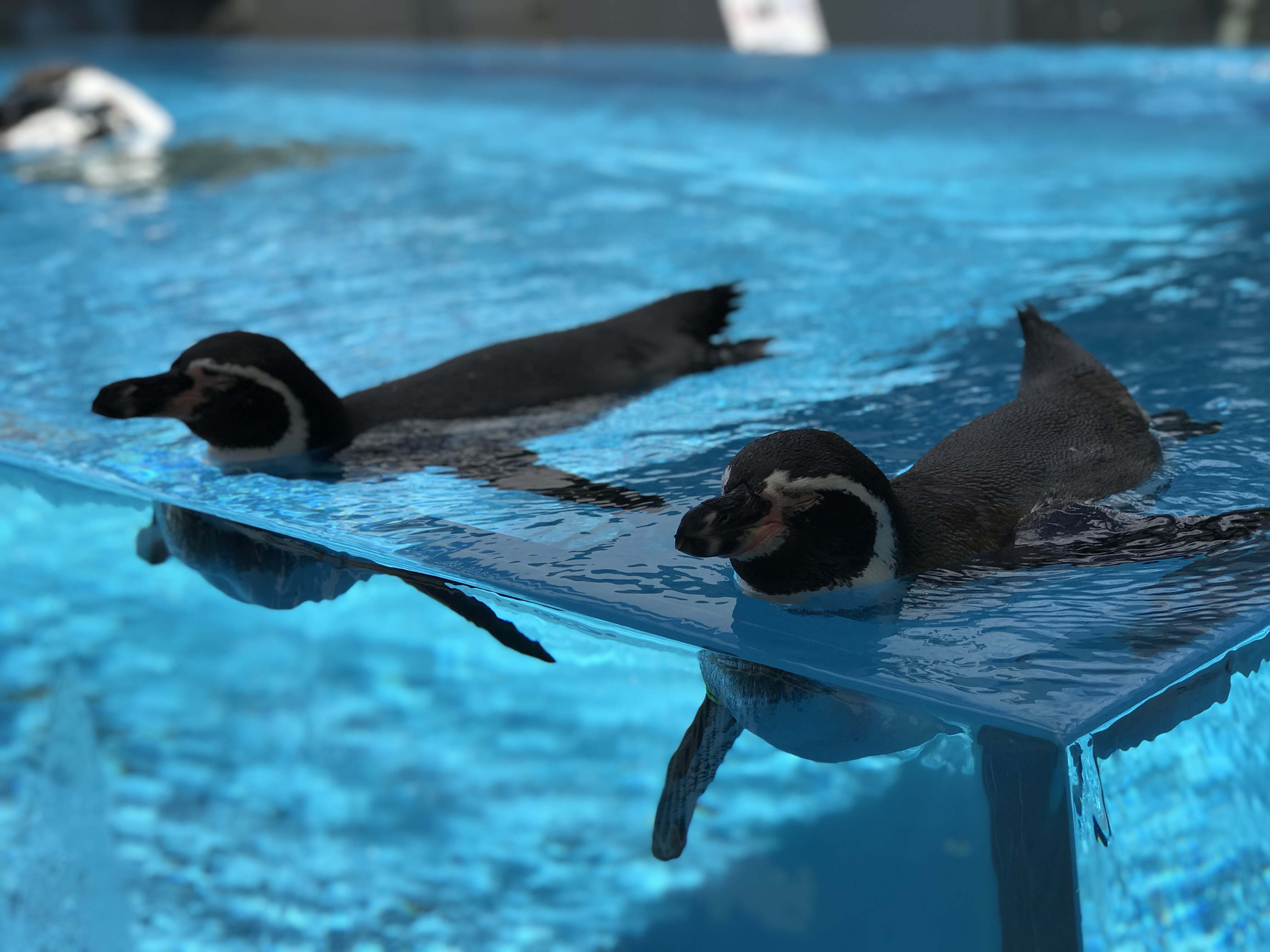 ゼクシィ買いそうな攻め選手権