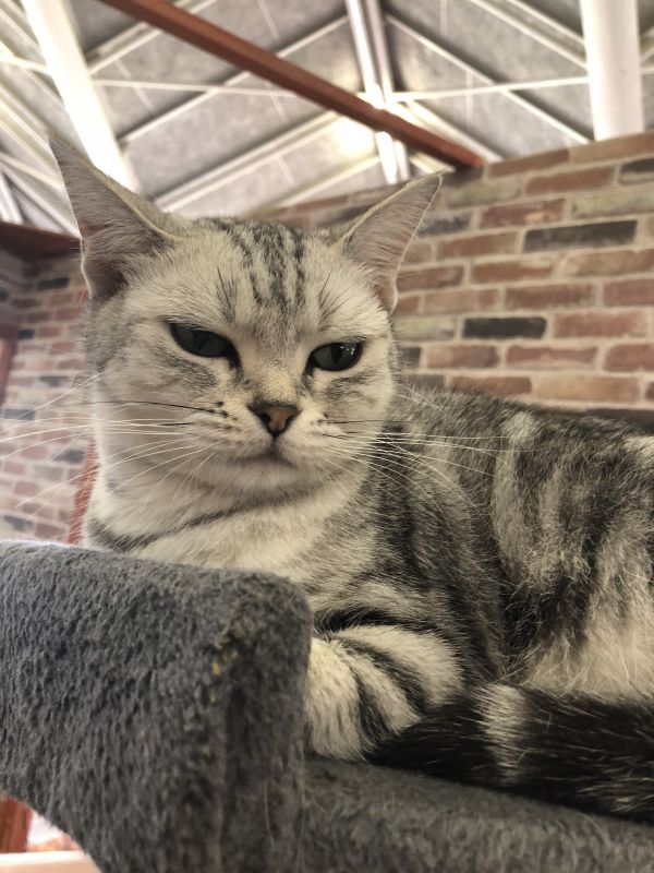 月の子について熱く語るよ②