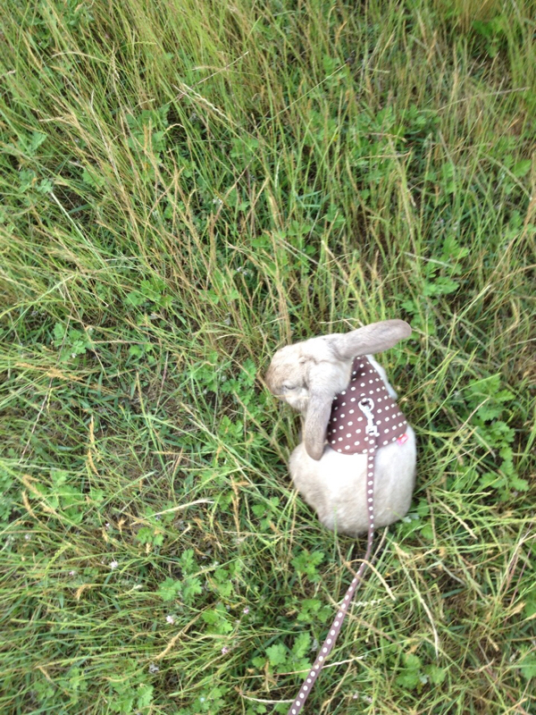 BL(beast love)の話だよ