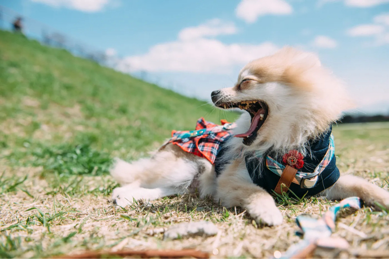 #382：ペットと過ごす日々が人のストレスを軽減させてくれるワケ！