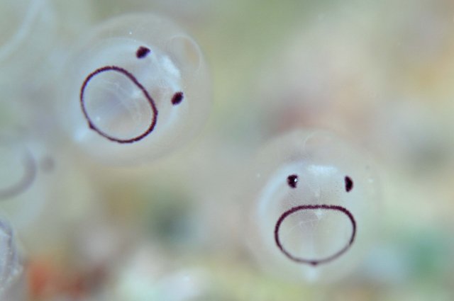 帰宅オタクとビール