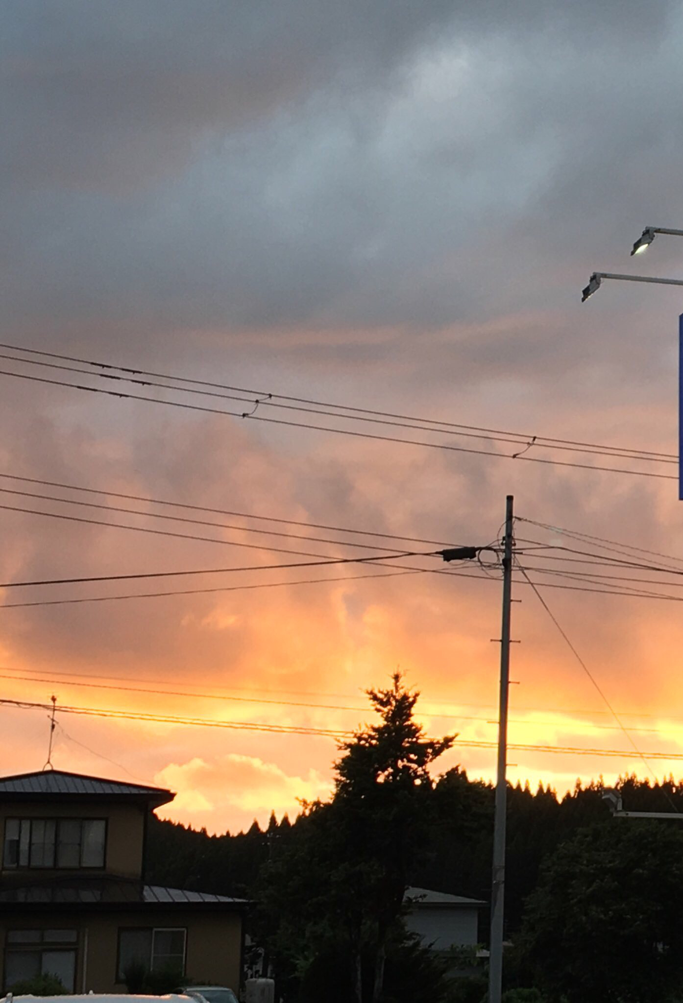 虫を手づかみした話