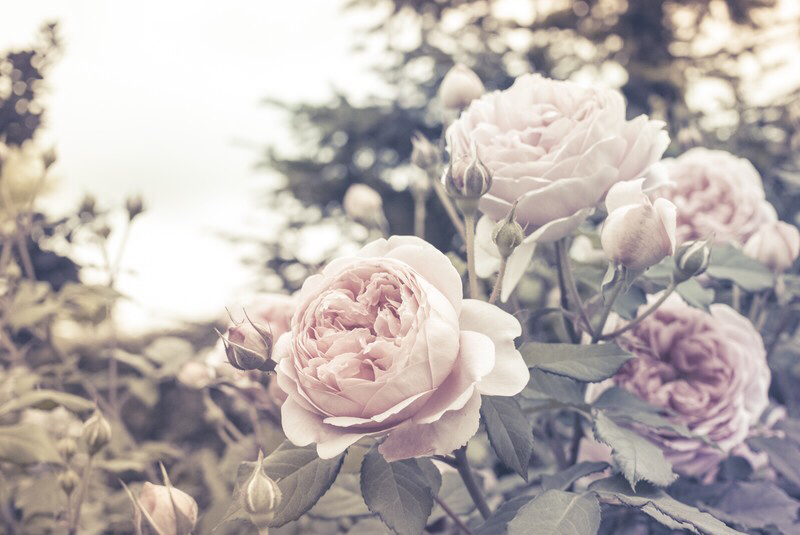 創作ティータイム ＃1  ご挨拶とネットプリント