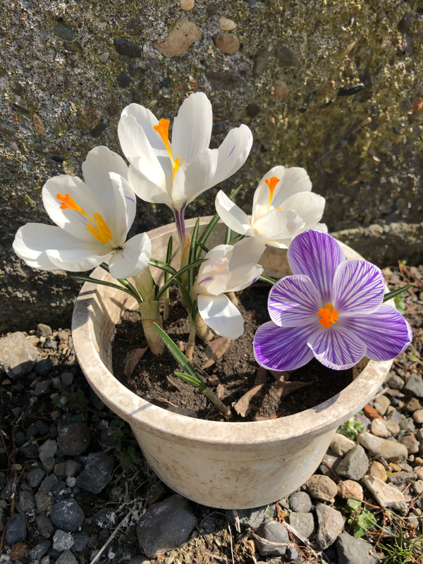 てだれは良いぞ………（前編