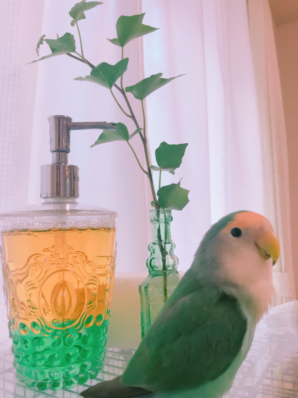 ホワイトチョコラスク、我が家のインコズ、お題ガチャ痛かったこと　の3本でお届けしまぁっす！