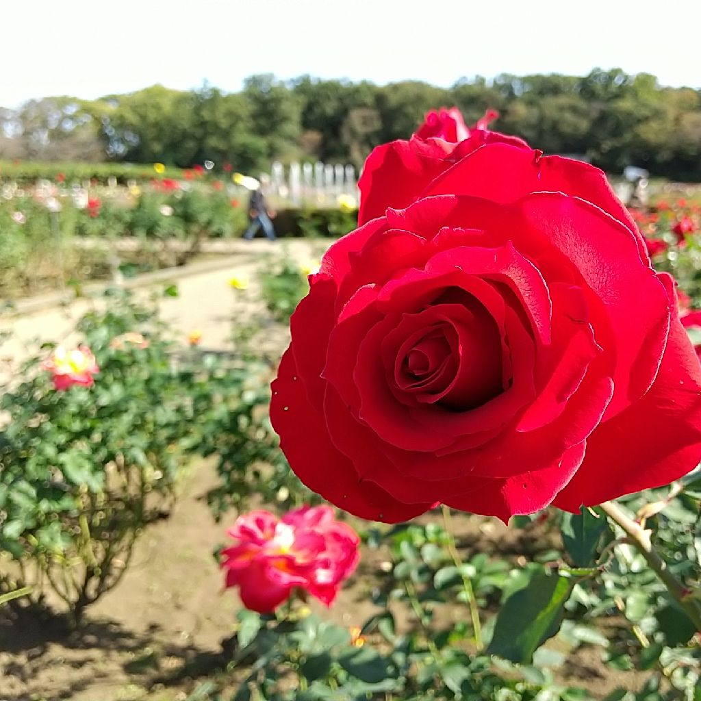 アロマテラピーを始めて変わったこと