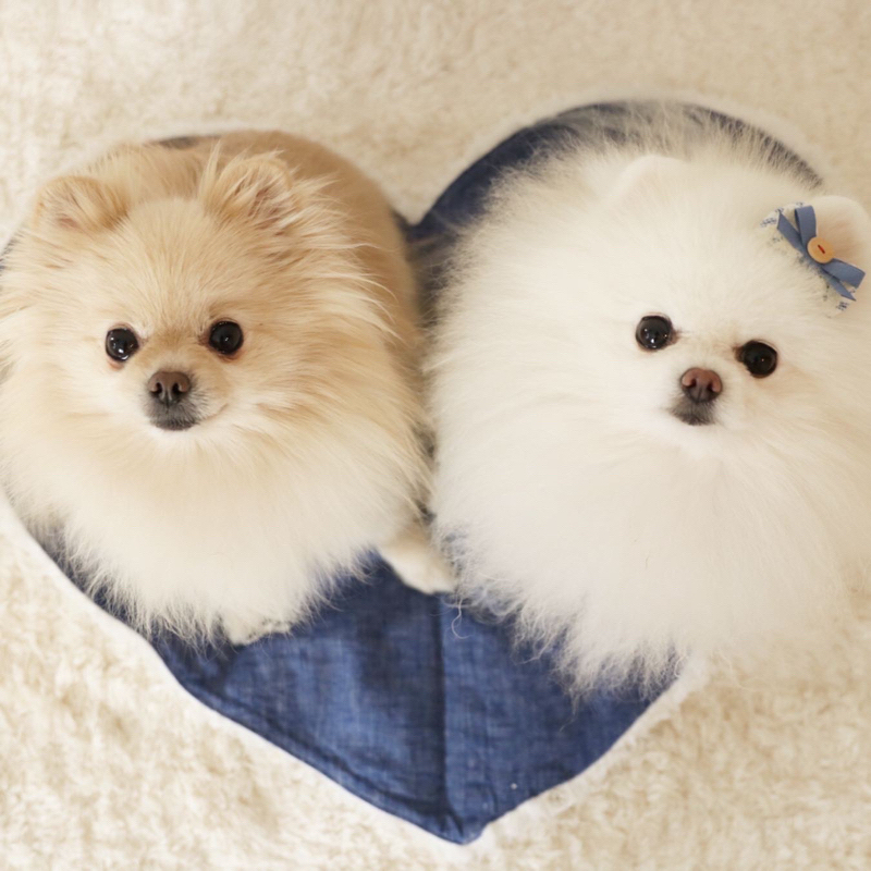 【#74】もみまなちゃんはどうしてこんなにいい子なの？ママさんにお聞きした「褒める」しつけの大切さ