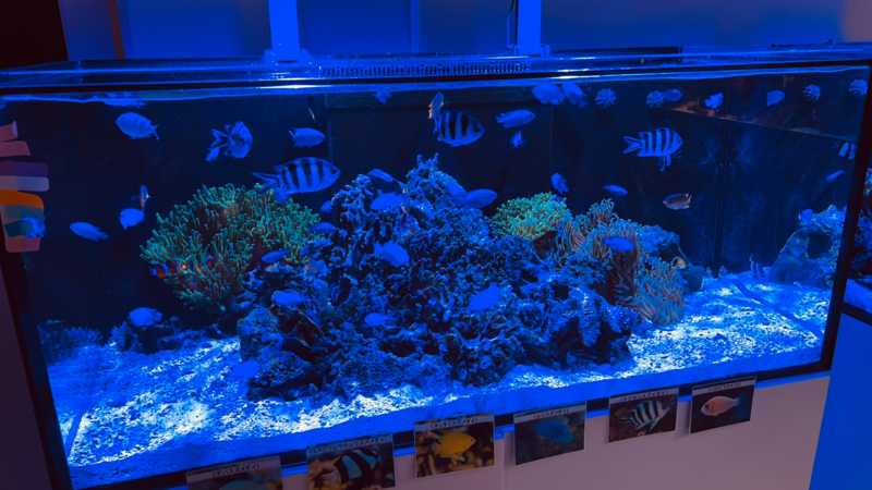 #188 愛媛県立長浜高校水族館部がすごい