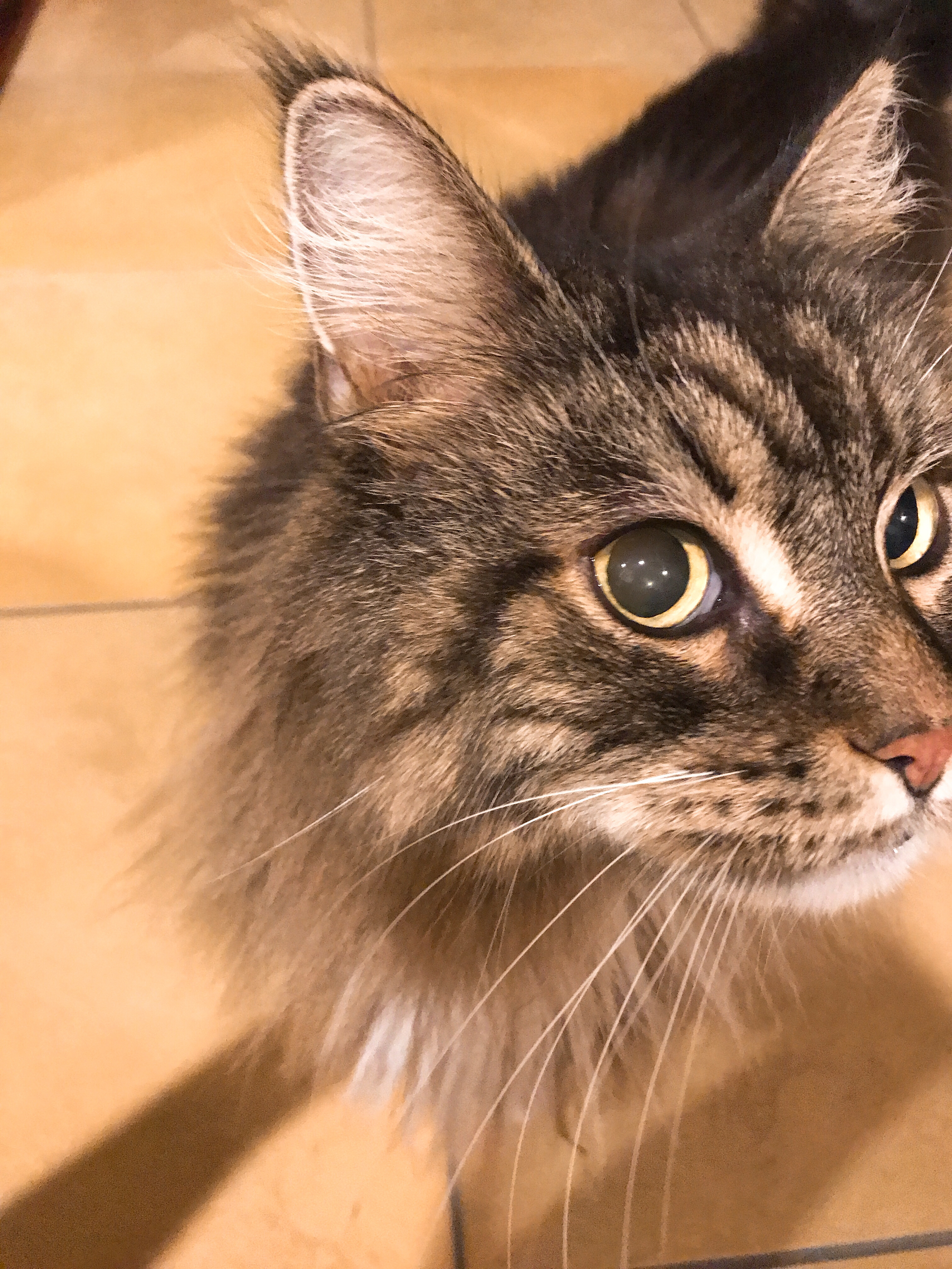 マシマロ返しのぐたぐたトーク。