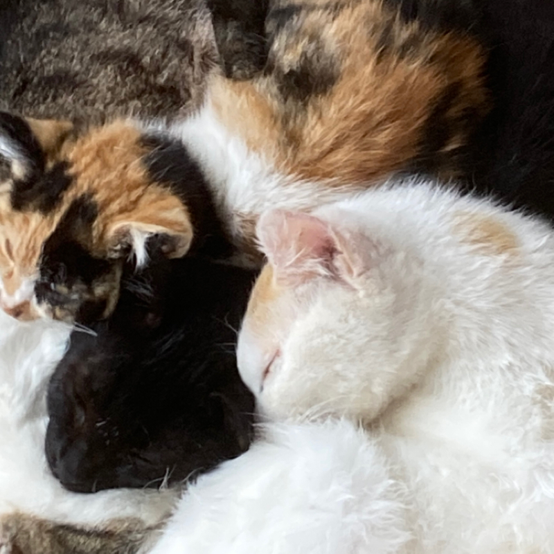 🌸ふたつ・マングローブ🌸