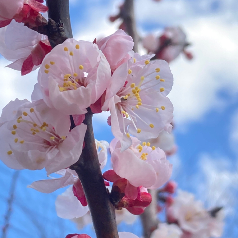 🌸ふたつ・マングローブ🌸