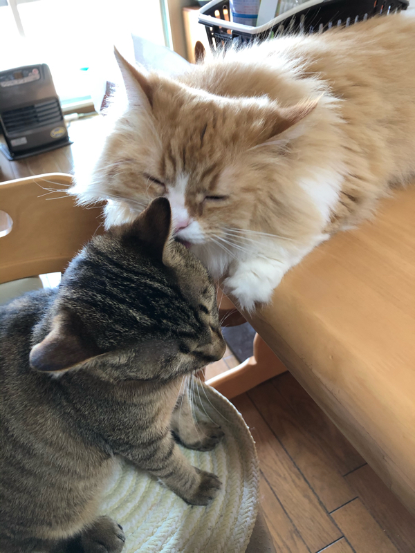 初めてなのて自己紹介