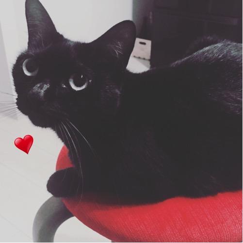 #1 ご挨拶と趣旨とまとまらない夜話