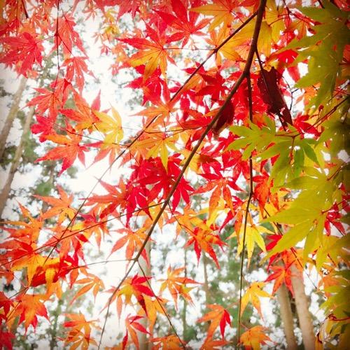 #11 トレッキング@奥長瀞の破風山