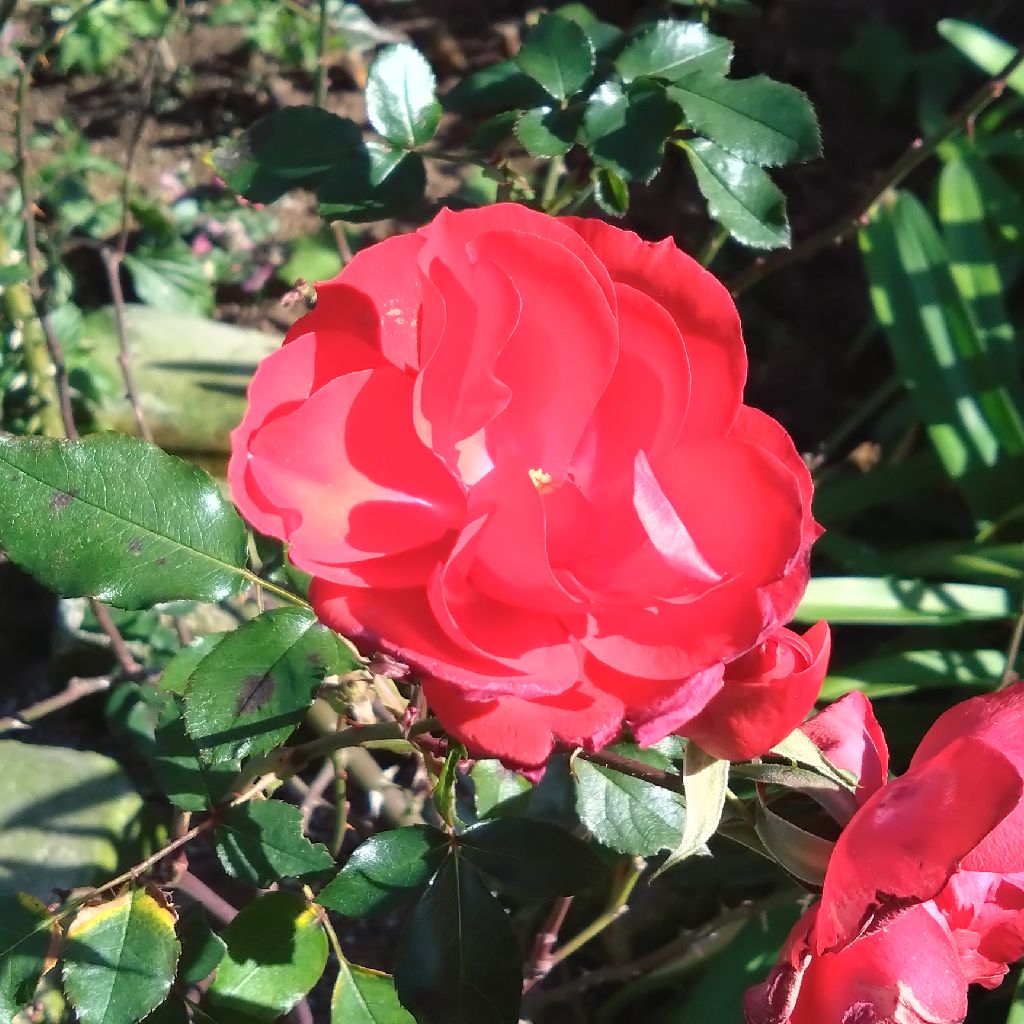 弟(性癖)の雑談2