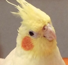 セロリ