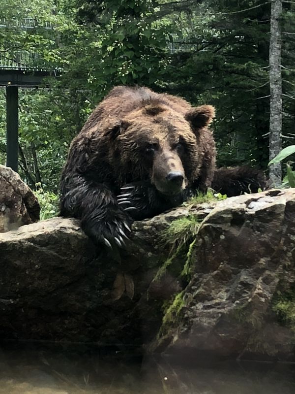 #1 波よ聞いてくれ、リボーンアンソロ、そして純情ロマンチカ