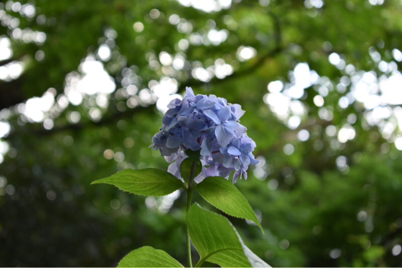 好きなもののはなし