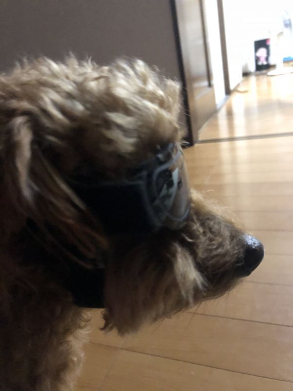 植物育てる系男子の雑談