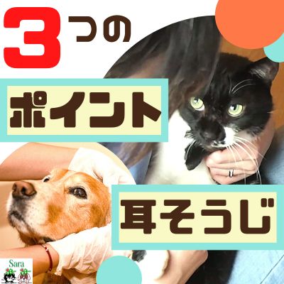 #2. 耳そうじを嫌がるんです。どうしたら良いですか？ from Radiotalk episode artwork