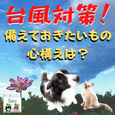 ＃24. 災害時に必要なもの・今準備しておくべきものは？ from Radiotalk episode artwork