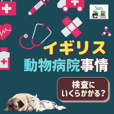 ＃82. イギリスの動物病院事情：血液検査 ＆ エコーで〇〇万円