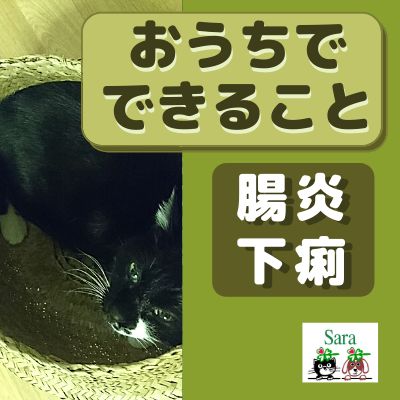 ＃86. 腸炎：下痢へのケアはどうする？：うちの猫の場合（その後の経過）