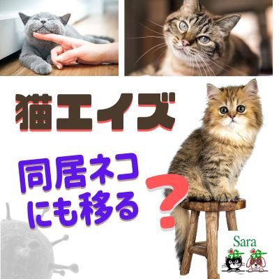 #215. 10頭に1頭が猫エイズ？：同居猫にも移る？どのくらい生きられる？：質問に回答