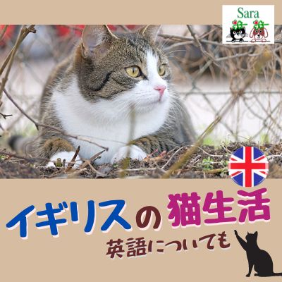 #253. イギリス猫のお話：Chief Mouser ってなに？ from Radiotalk episode artwork