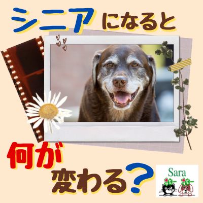 #275. 気づいてあげたい！シニアのこの気持ち：何が変わる？ from Radiotalk episode artwork