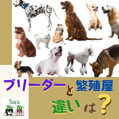 #308. シリアスブリーダーと繁殖屋の違いは？：欧米と日本の犬事情