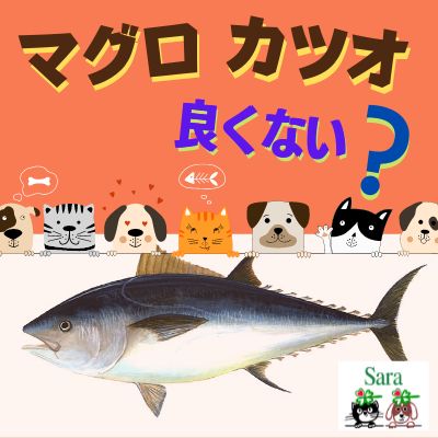 #315. 食材：マグロ・大型の魚は与えないほうがイイ？（質問に回答）