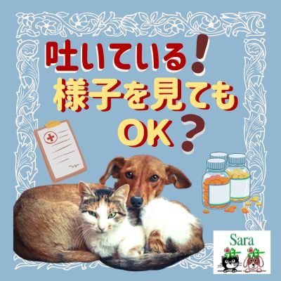 #362. 吐いている！調子悪そう：動物病院へ連れていくべき？見極め方 from Radiotalk episode artwork