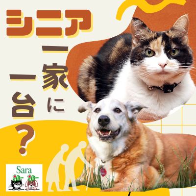 #370. シニアのケア：一家に１つ！〇〇は常に持っておこう！ from Radiotalk episode artwork
