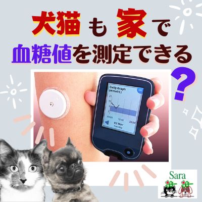 #413. 低血糖で夫婦喧嘩になる？犬猫にも？血糖値を調べることの意味