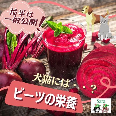 #419. ビーツの栄養：●●のケアに！犬猫へ与える際の注意点 from Radiotalk episode artwork