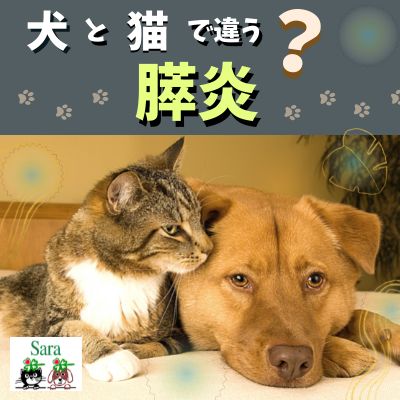#427. 犬と猫で違う：膵炎になりやすいのはどんなこ？ from Radiotalk episode artwork