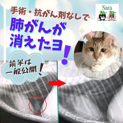 #435. 手術・抗がん剤なしで猫ちゃんの肺がんが消えた！何をした？