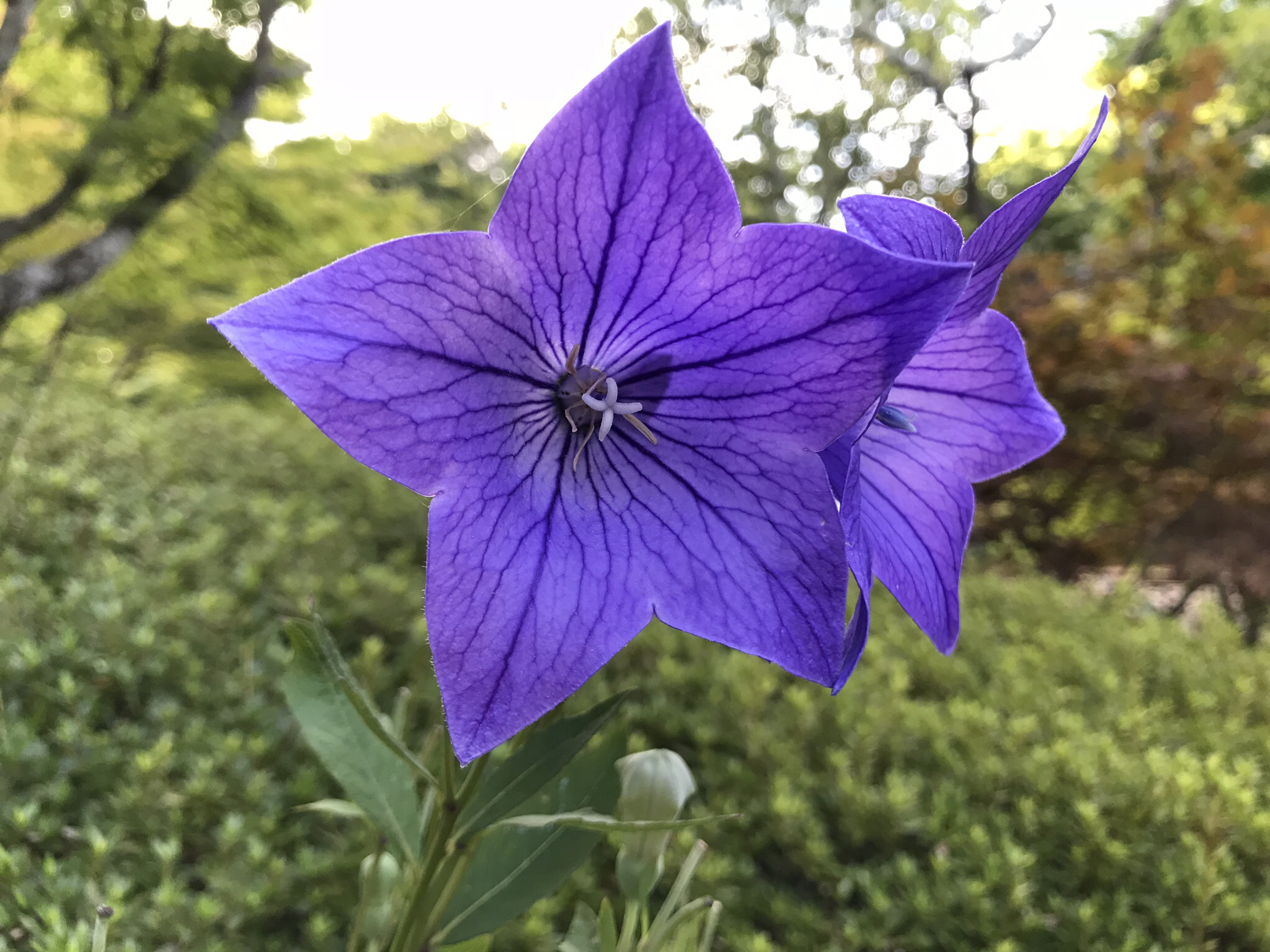 おはなしのくに